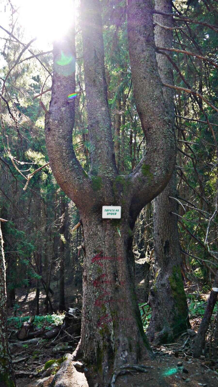 "Лирата на Орфей" - Смолян