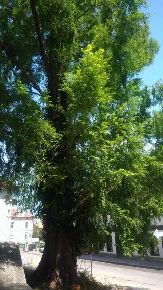 Блатен кипарис - Дряново — Дряново