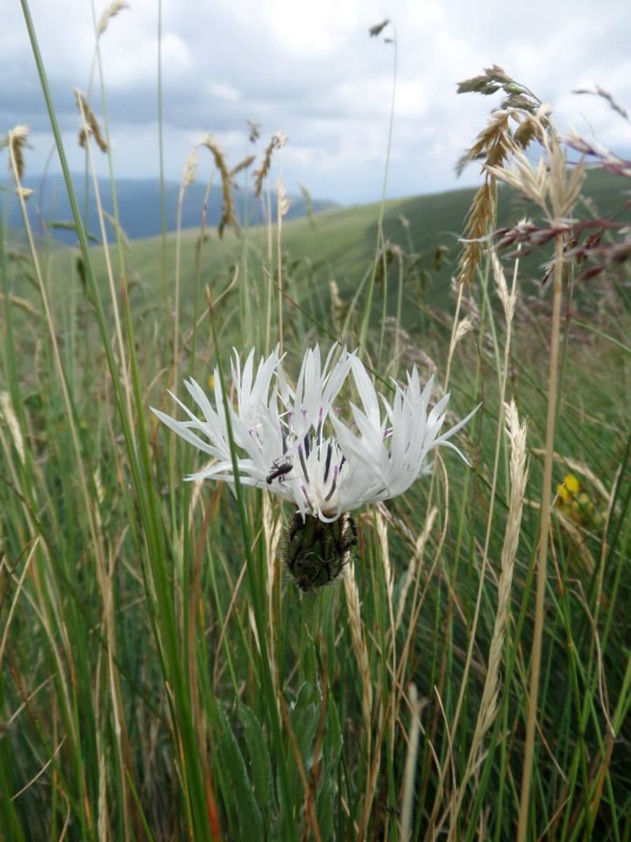 Осогово - Защитена зона, директива за птиците