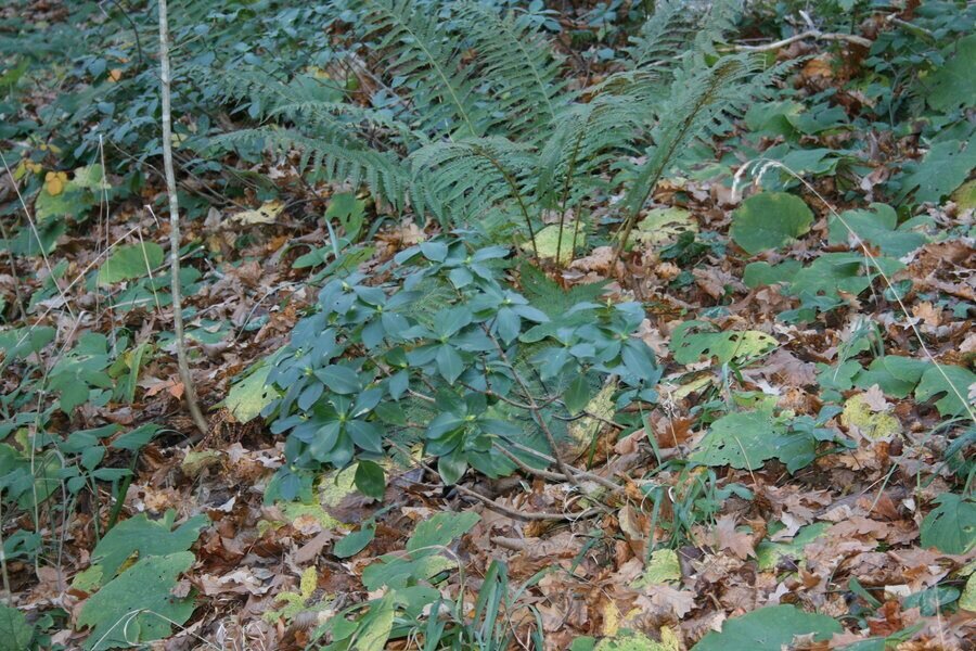 Резерват "Витаново"