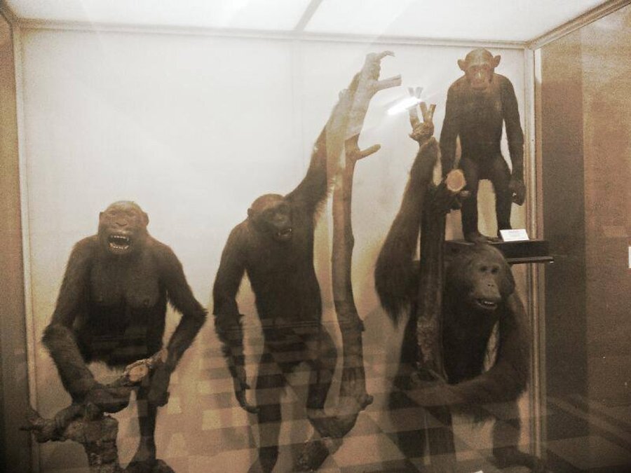 Национален природонаучен музей при БАН - София