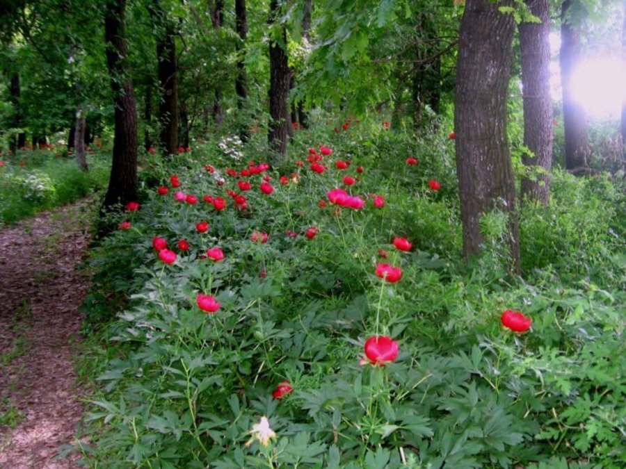 Защитена местност "Горната кория" - Добротица