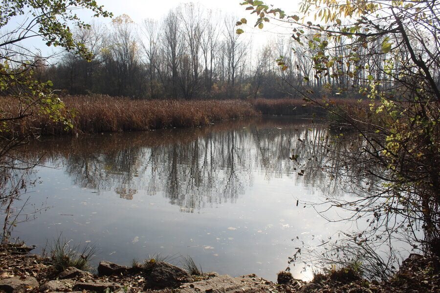 Езерото с патици в Южен парк - София