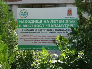 Находище на летен дъб в местност Паламуд - с. Узунджово — Узунджово