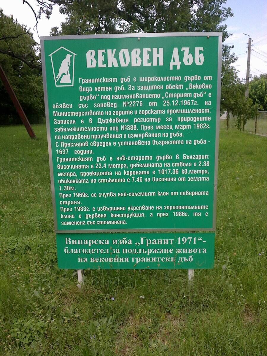 Вековен дъб - Гранит