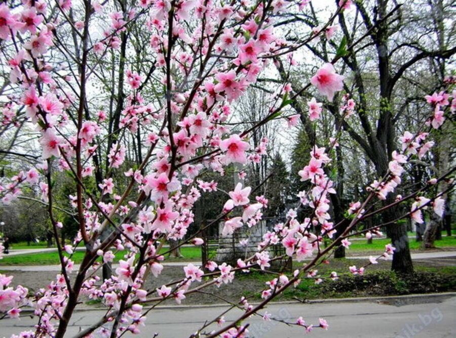 Царев камък - Русе