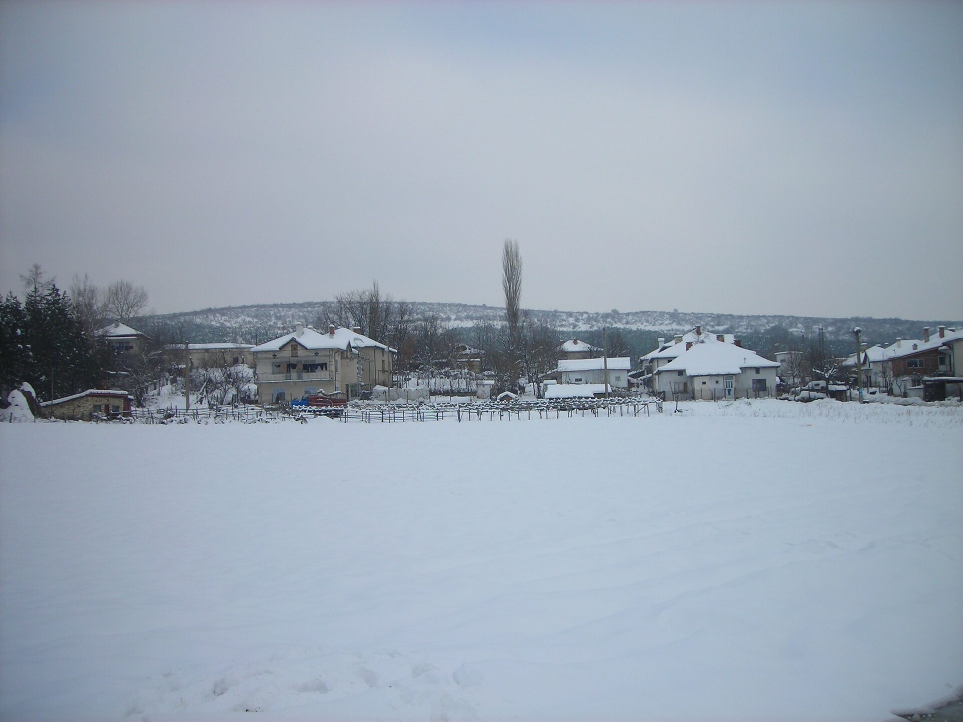 Слънчоглед