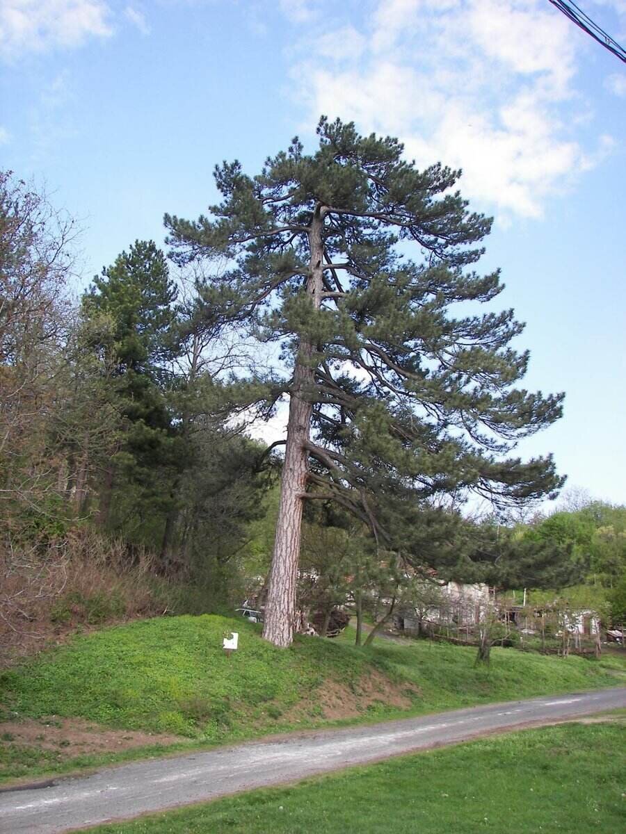 Вековен бор - Пчеларово