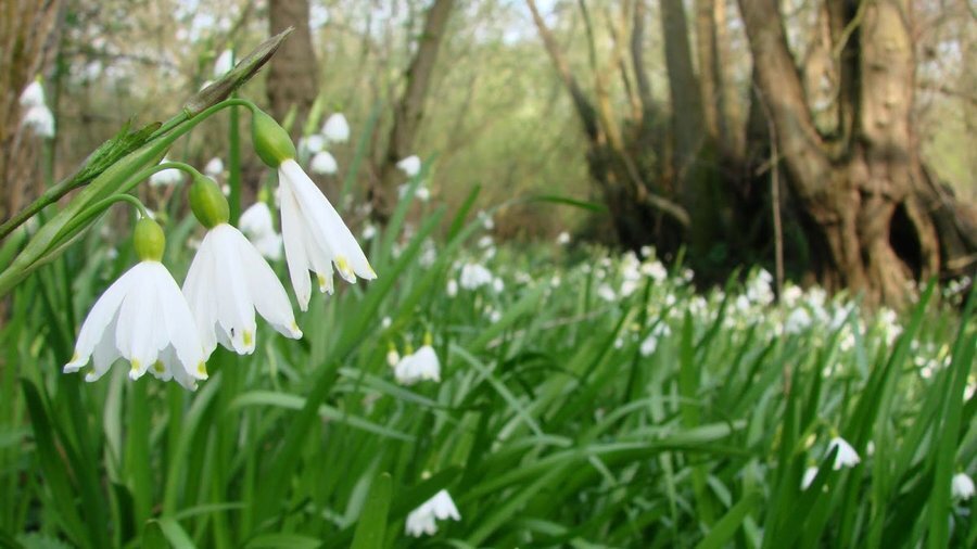 Защитена местност "Чаирите" - Горица