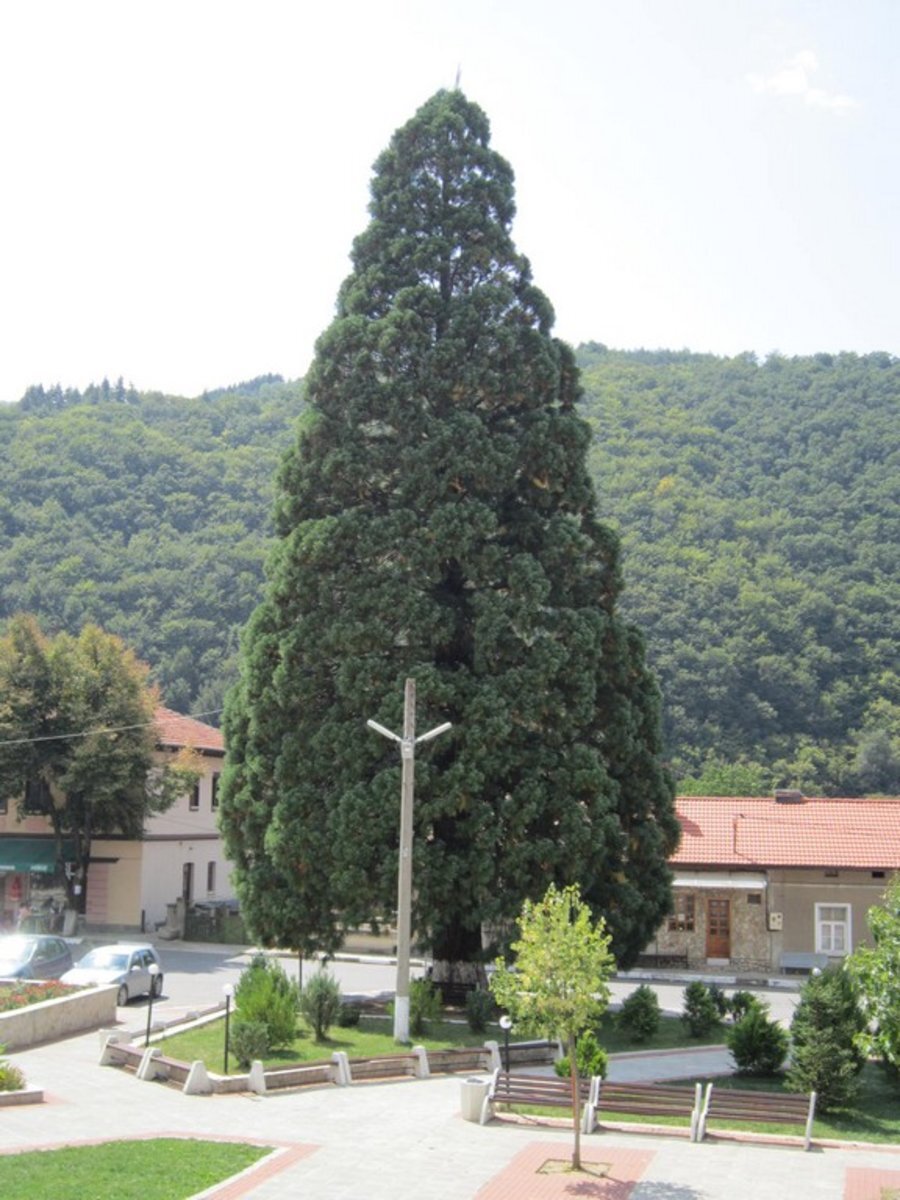 Вековно дърво - с.Душанци