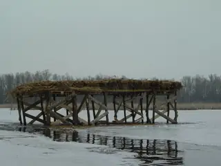 Персински блата — Белене
