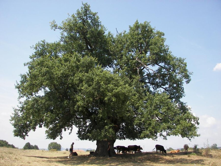 Вековен зимен дъб - Медевци