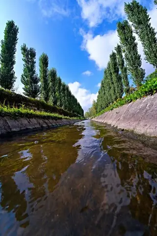 Тополите в Хасково — Хасково