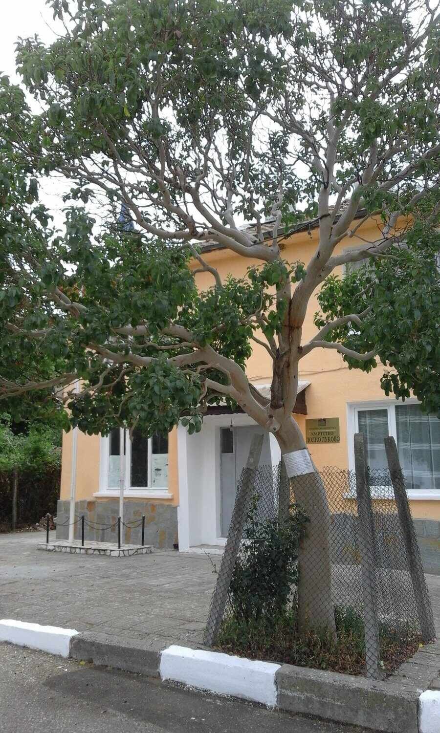 Ягодово дърво - с.Долно Луково