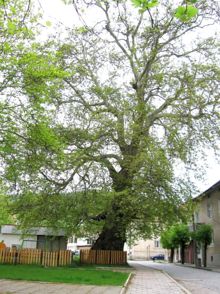 Вековен чинар - Гоце Делчев