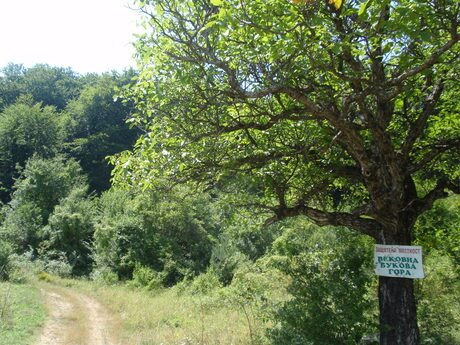 Защитена местност "Вековна букова гора" - Граница
