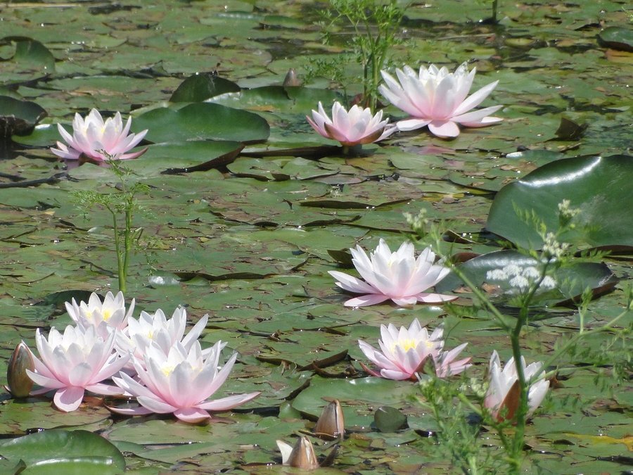 Езеро с водни лилии - Летовник