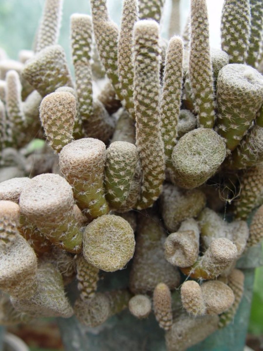 Ботаническа градина "Серафимови" - Велика — снимка