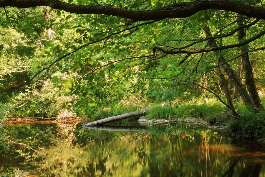 Резерват "Тисовица"