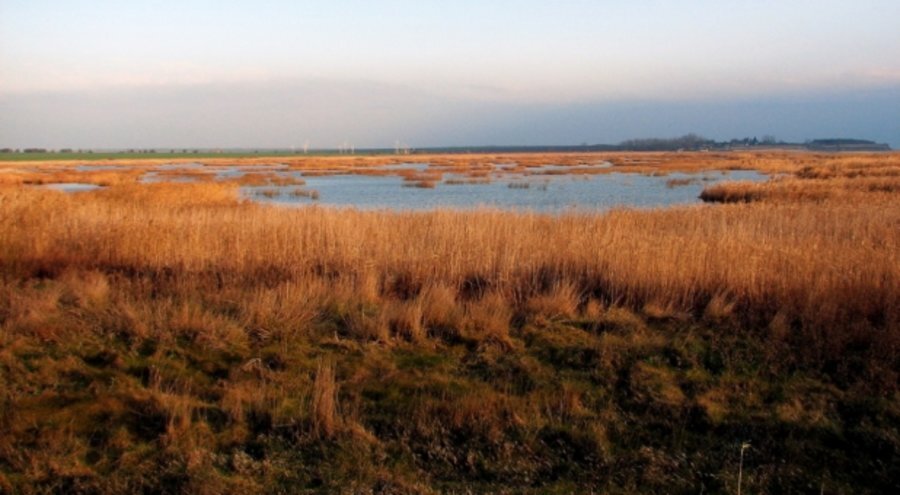 Орлово блато