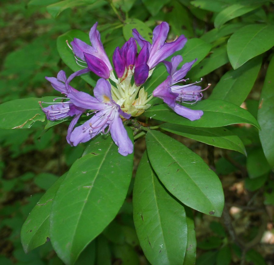 Екопътека "В царството на Зелениката" - Кондолово