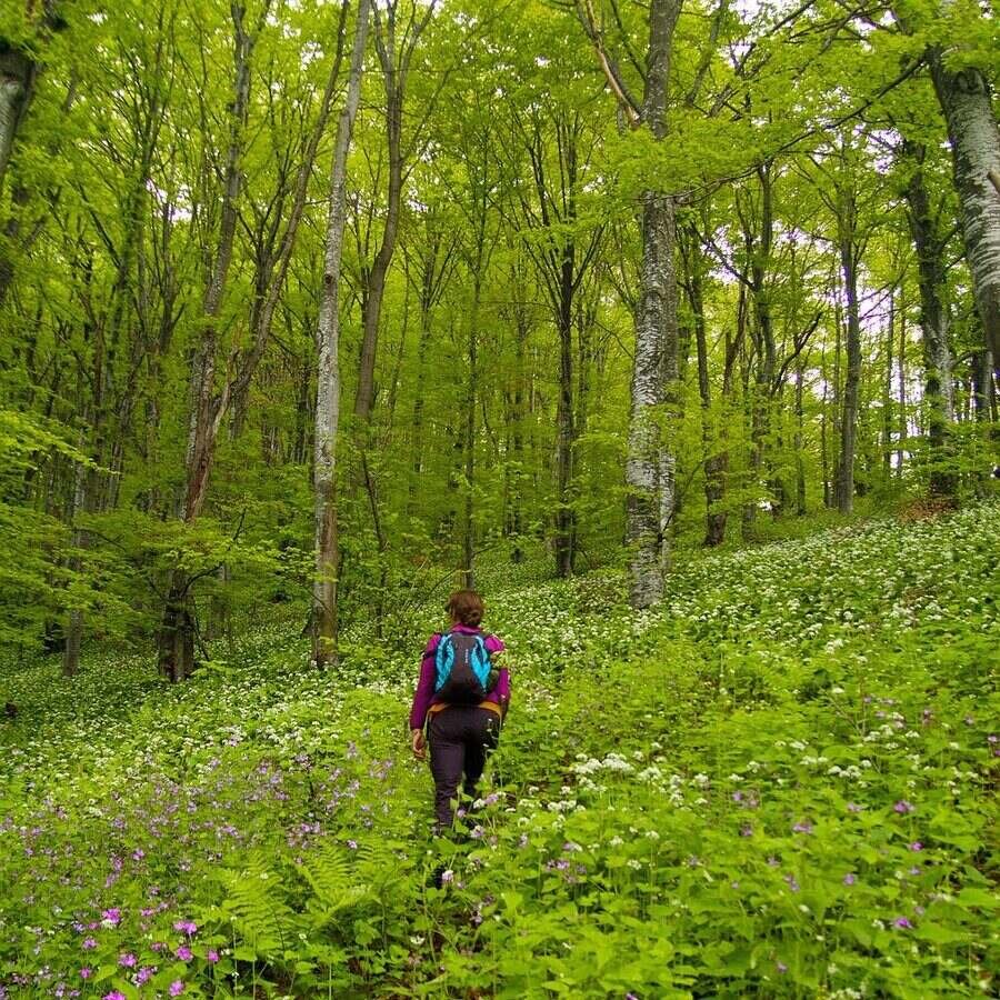 Познавателен маршрут "Горски свят"