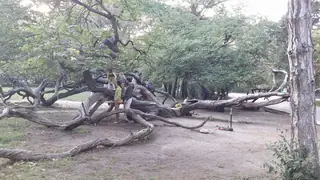 Кривото дърво - Варна — Варна