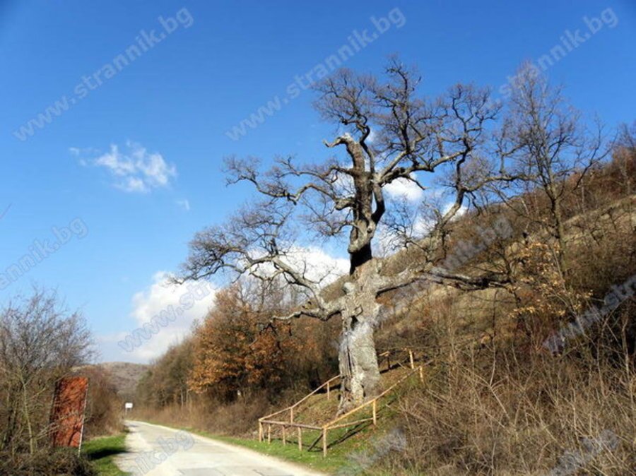 Вековен дъб - Боснек