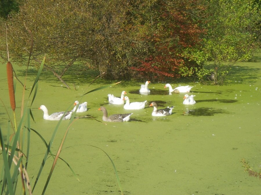 Непознатите орхидеи на Елака - Габарево