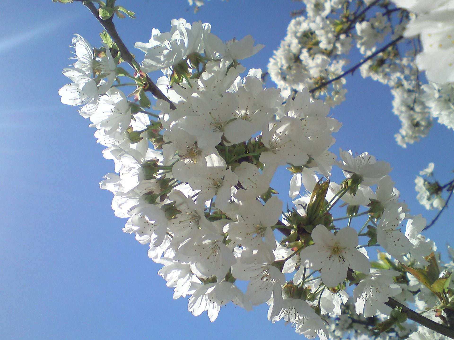 Карабунар