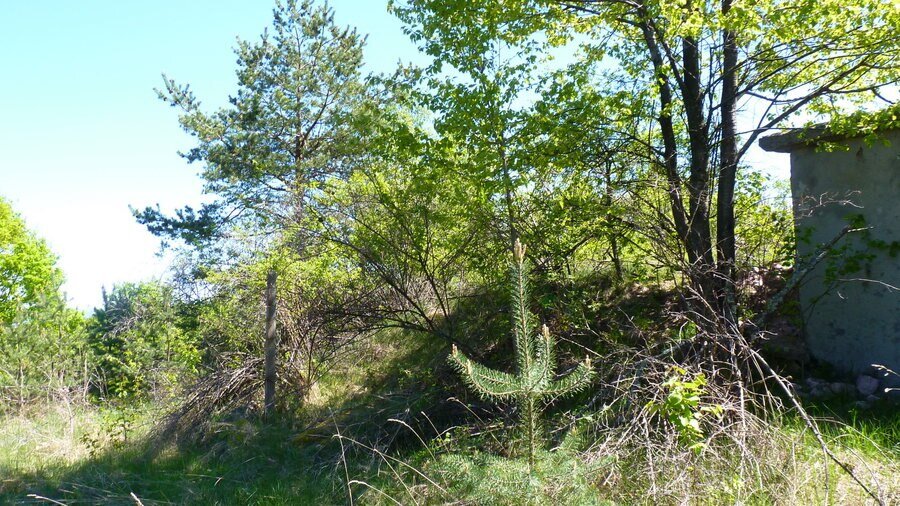 Връх Червени брегове