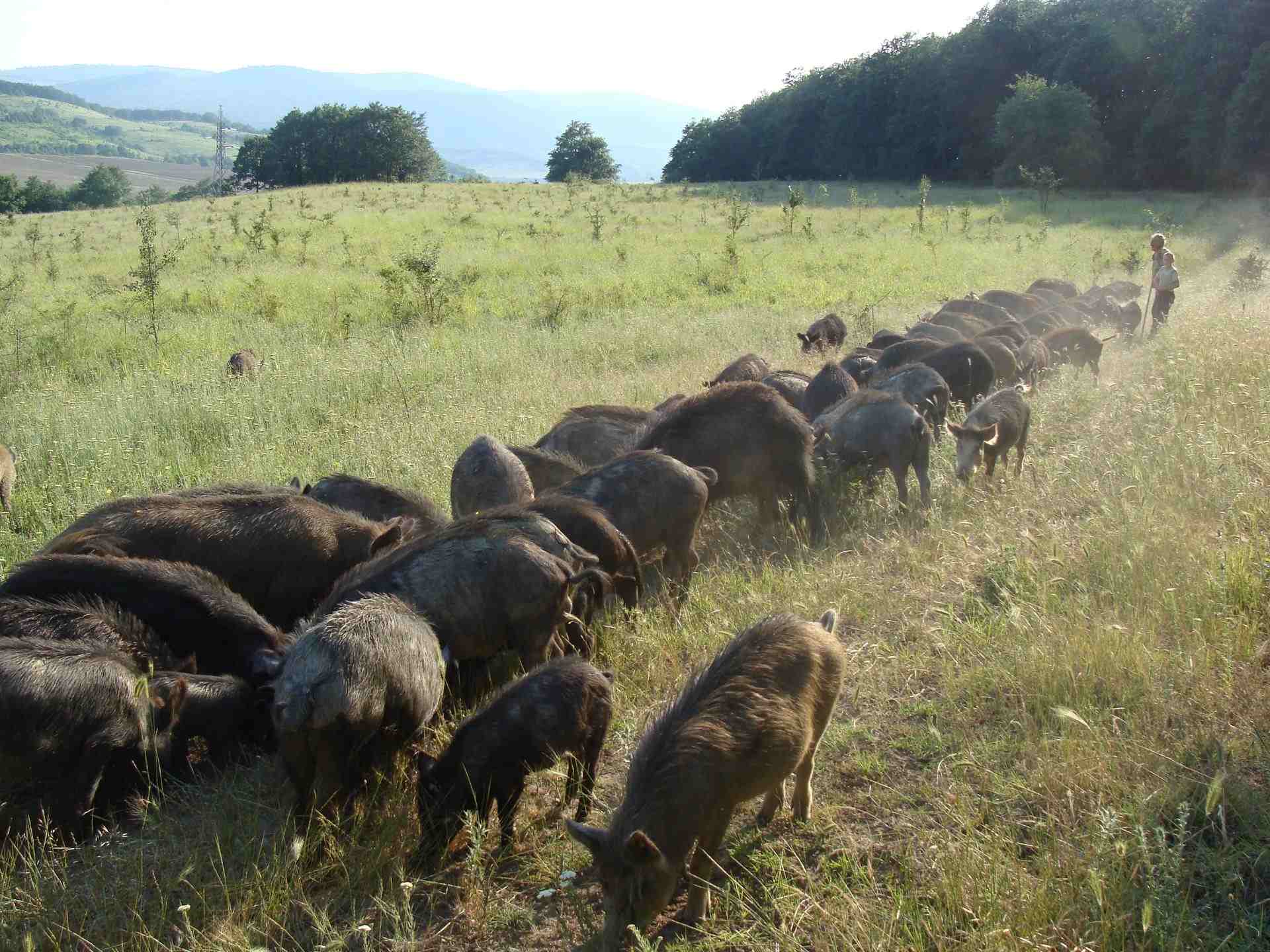 Ново Янково