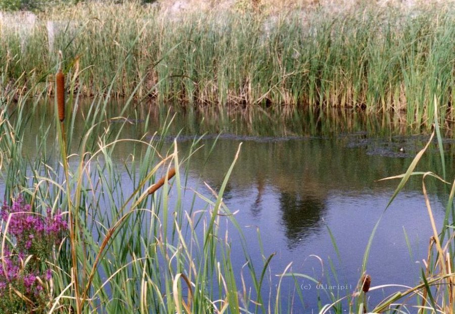 Стомопло блато