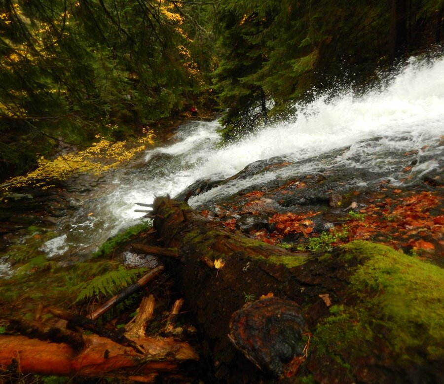 Резерват "Амзово" - Смолян